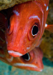 Close up of a Squirrelfish taken on the wreck of 'the bar... by Paul Colley 